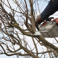 Tree-Surgery