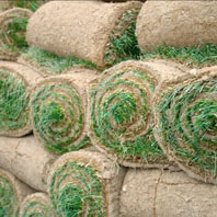 turfing2